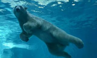 北极熊可以在南极洲生存吗